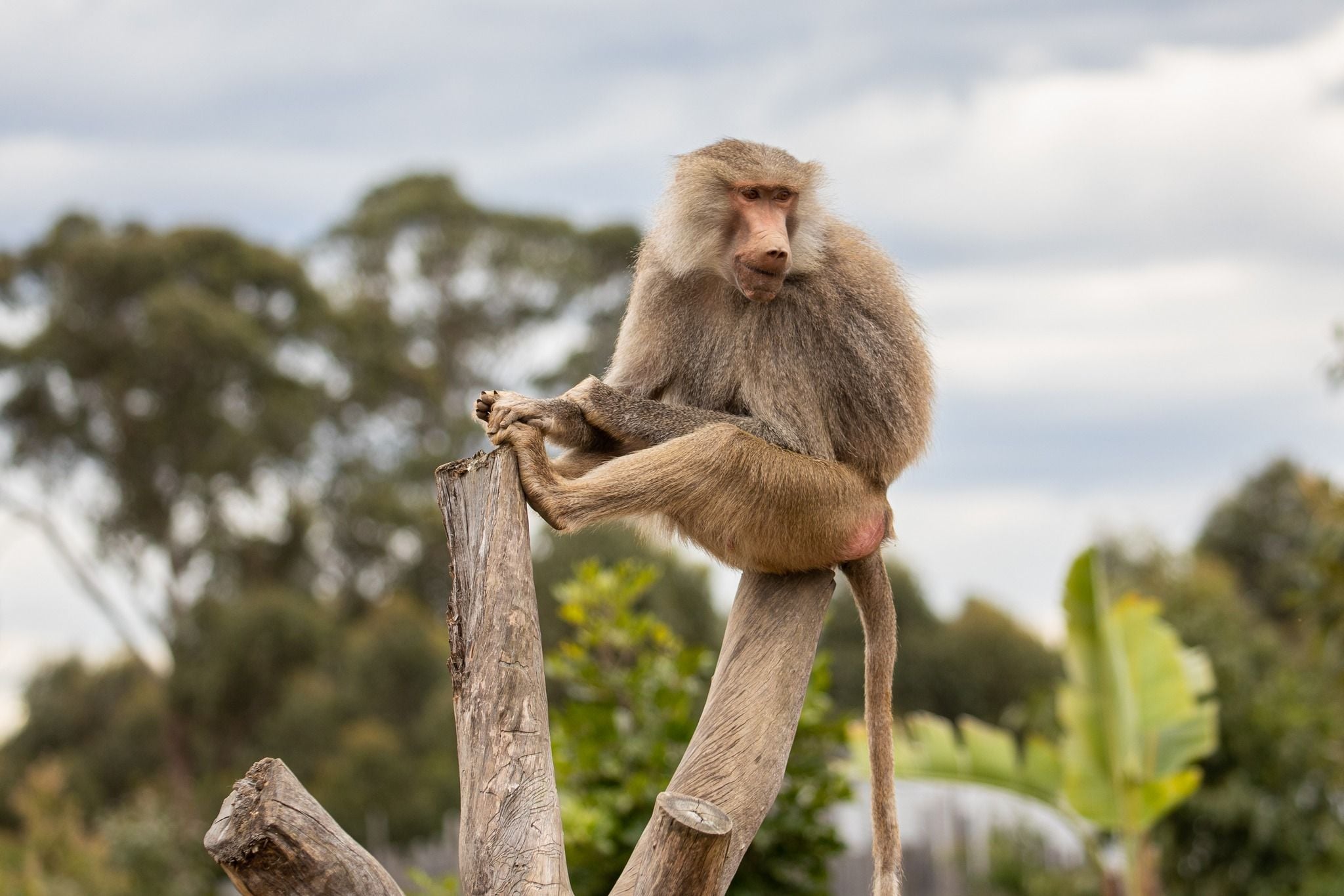 Sydney Zoo November Public Day Tour November 2022 Image -636ff9d6166aa